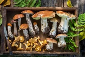Healing Power of Mushrooms: A Nutritional Approach to Recovery After Plastic Surgery